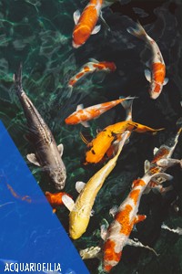 ACQUARIFILIA