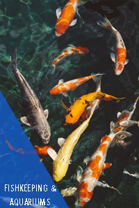 Fishkeeping Aquariums